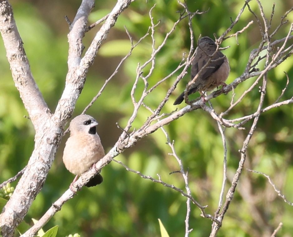 Madagascar Munia - ML531249921