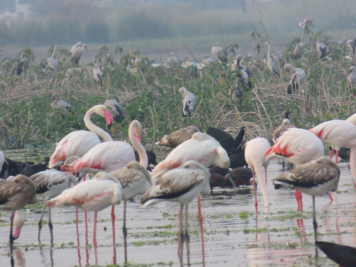 Greater Flamingo - Latha Raghavendra