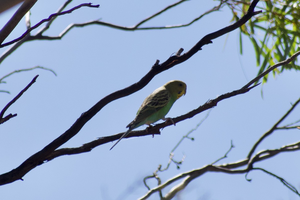 Budgerigar - ML531251111