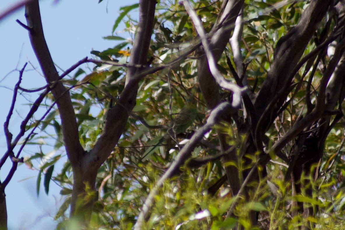 Budgerigar - ML531251121