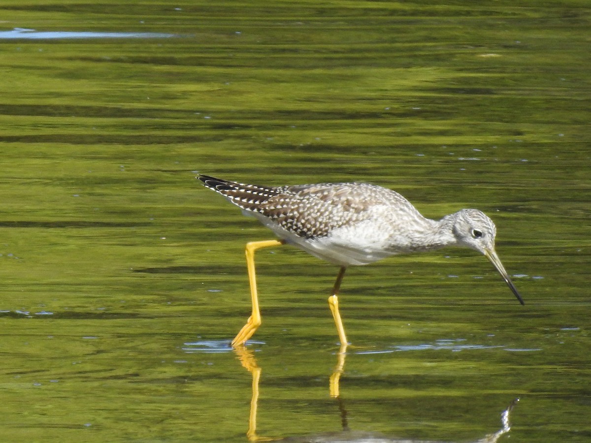 Пёстрый улит - ML531251501