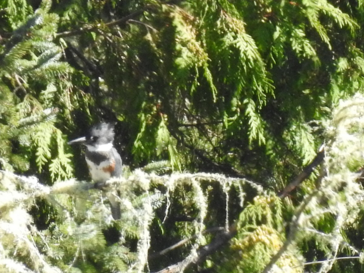 Опоясанный зимородок - ML531251631