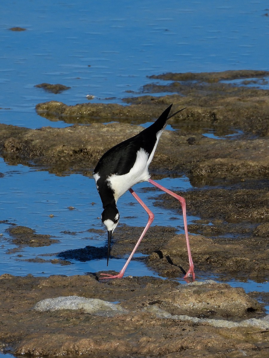 Black-necked Stilt - ML531252091