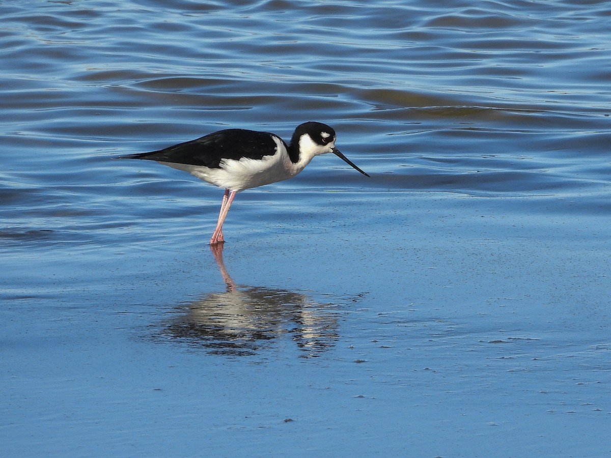 Black-necked Stilt - ML531252141