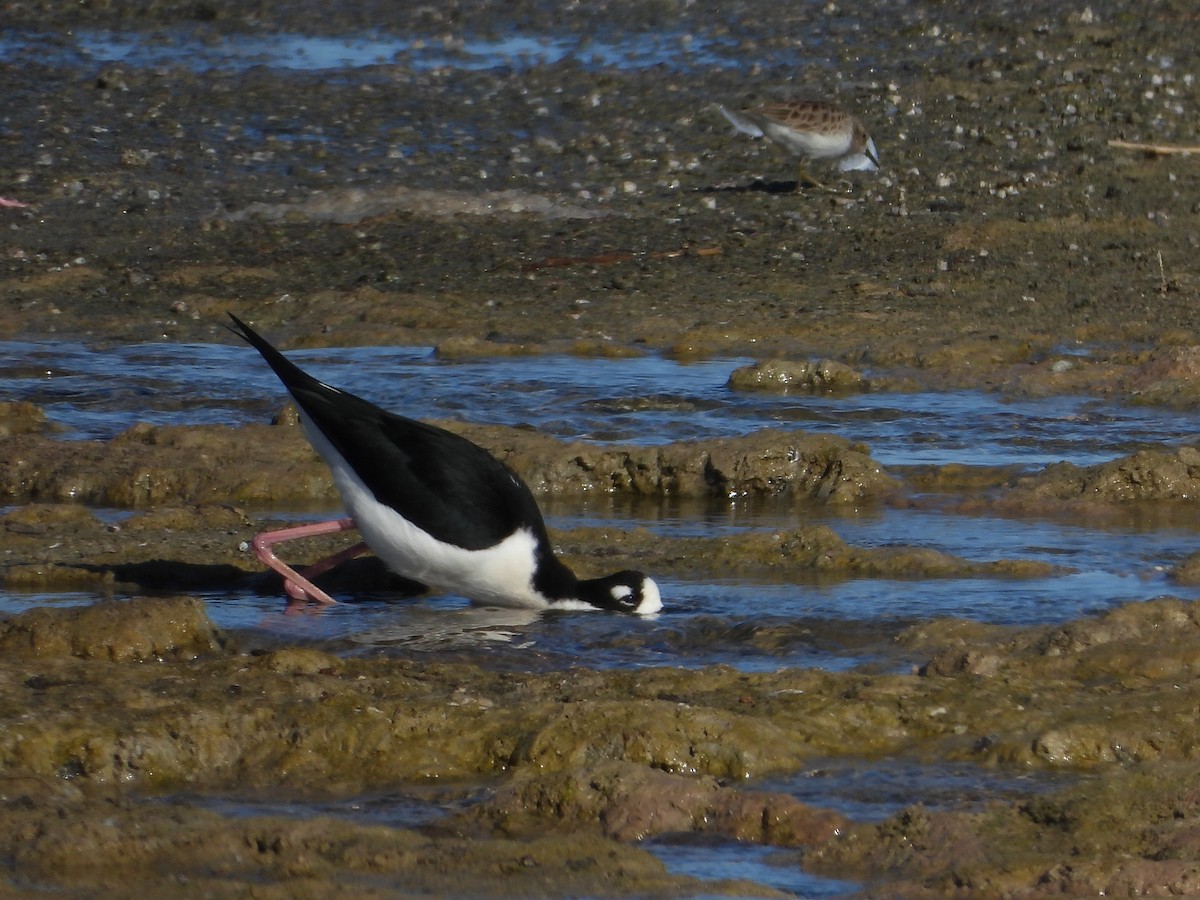 Black-necked Stilt - ML531252161