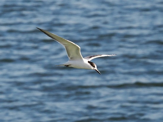 Common Tern - ML531252371