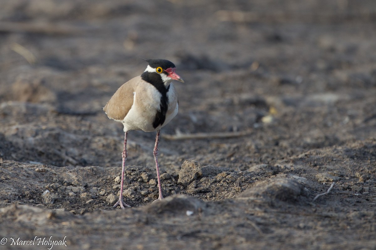 Black-headed Lapwing - ML531253121