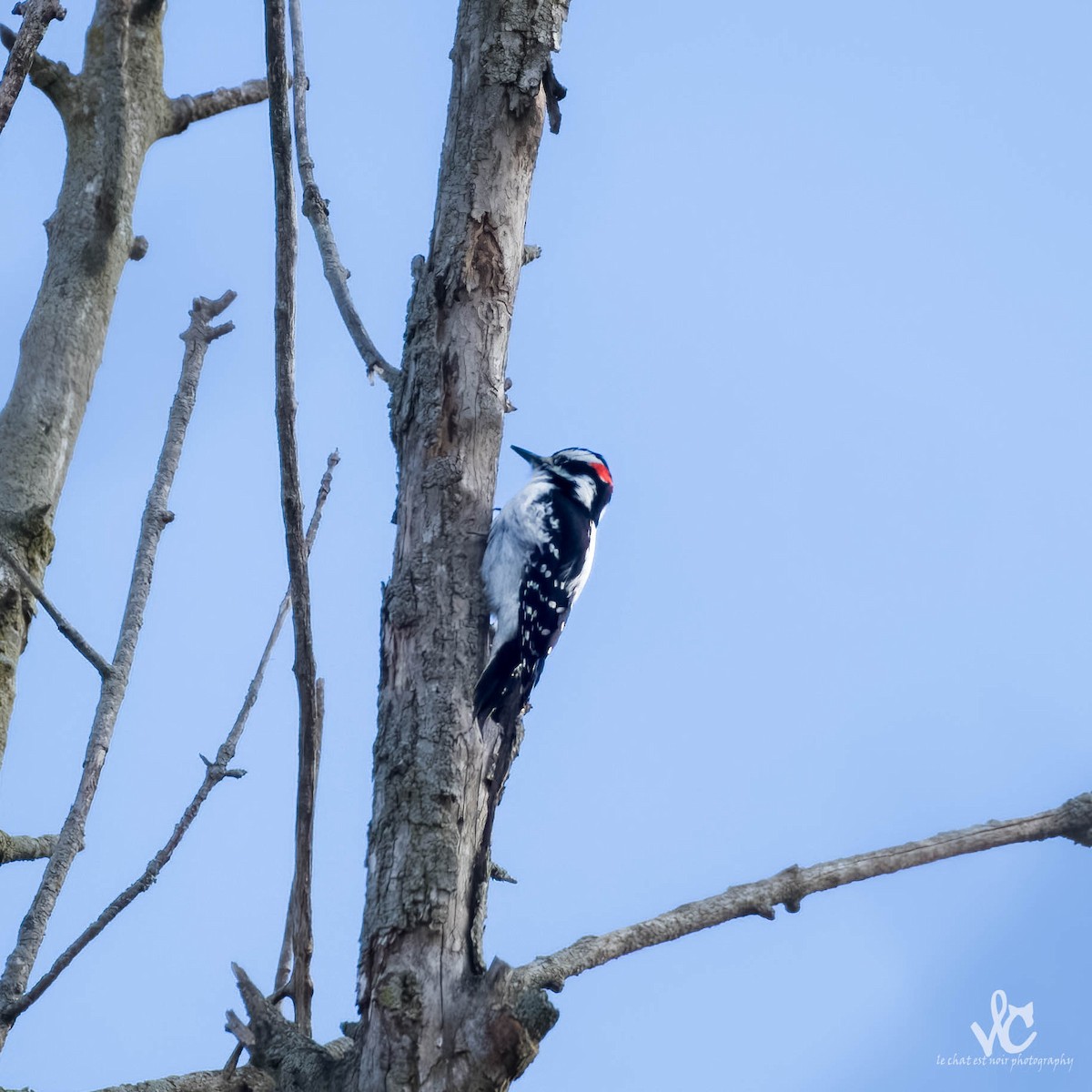 Hairy Woodpecker - ML531257171