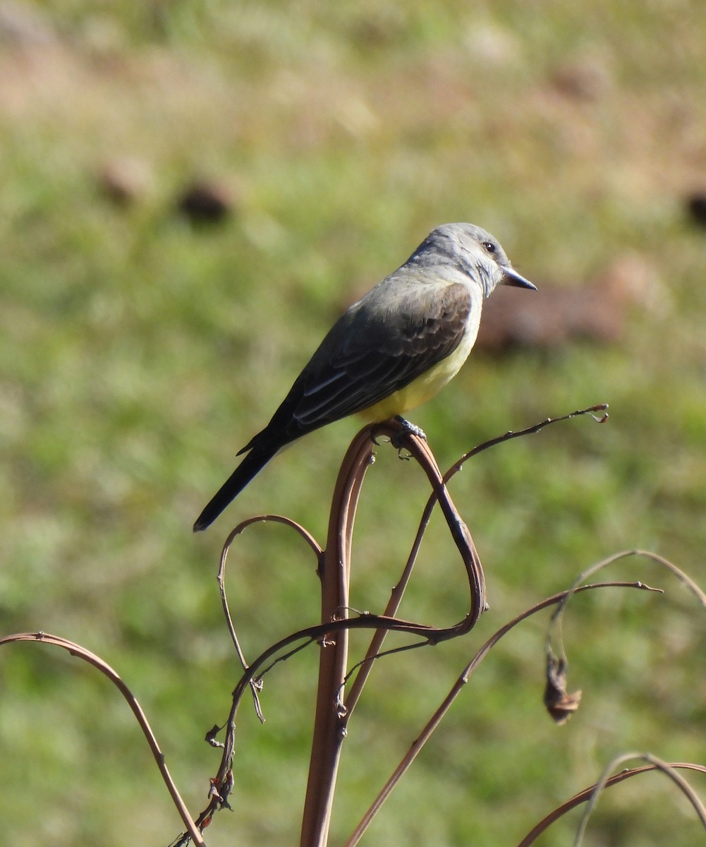 Western Kingbird - Marlene Waldron