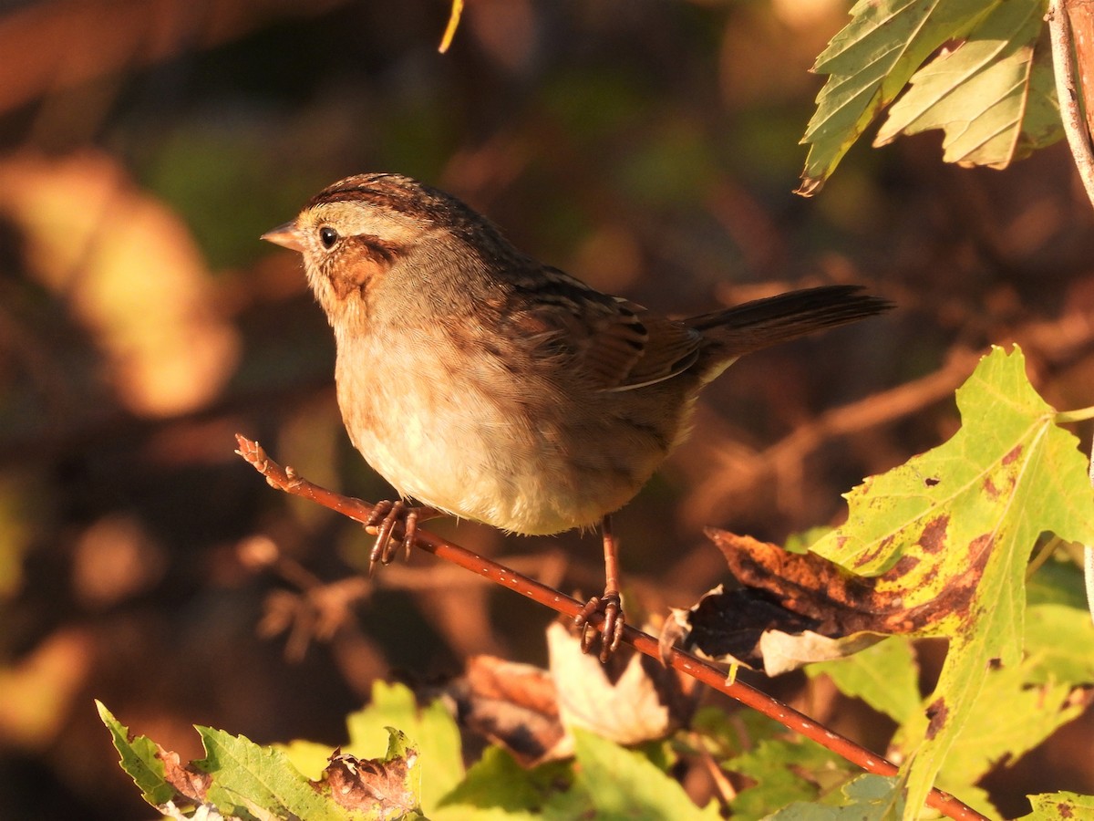 Swamp Sparrow - ML531260351