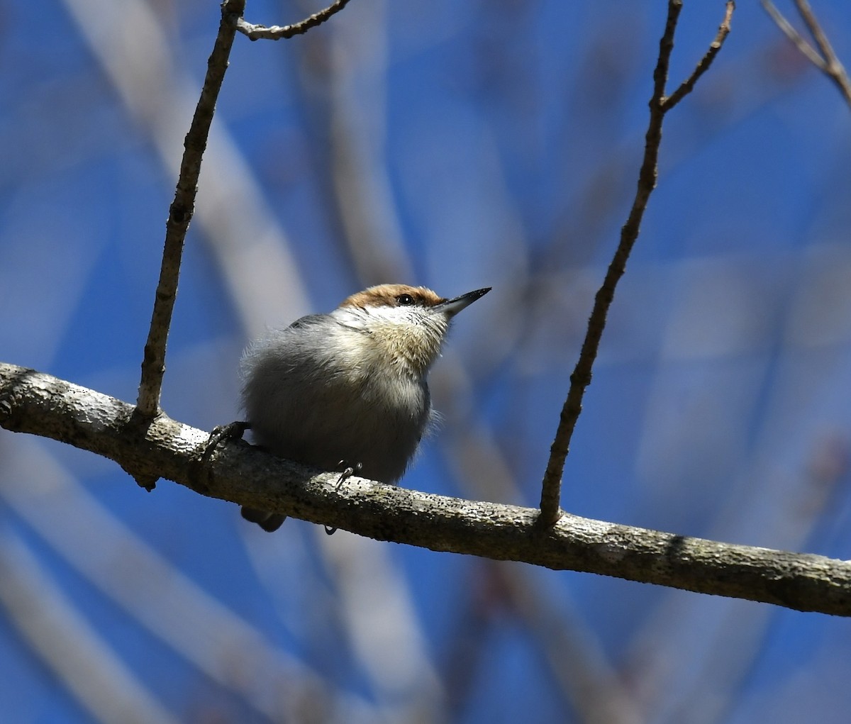 Brown-headed Nuthatch - Paul Nielson