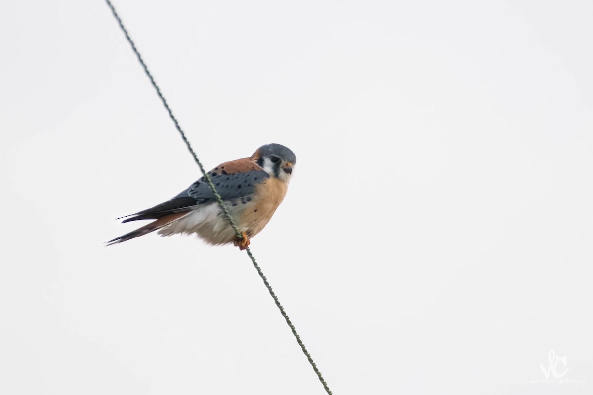American Kestrel - ML531261731
