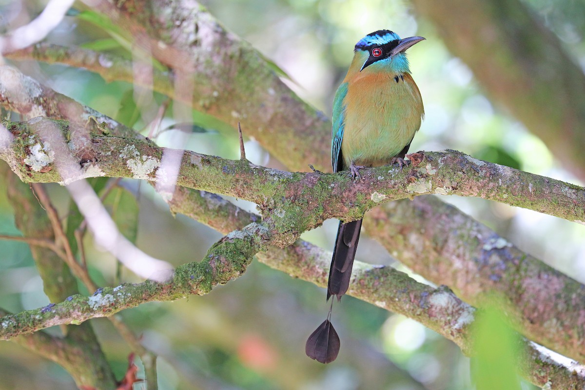 Lesson's Motmot - Nathan Wall