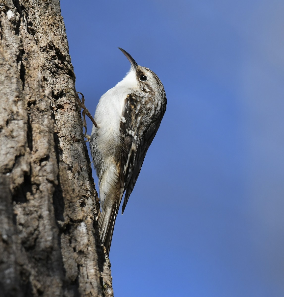 Brown Creeper - ML531261861
