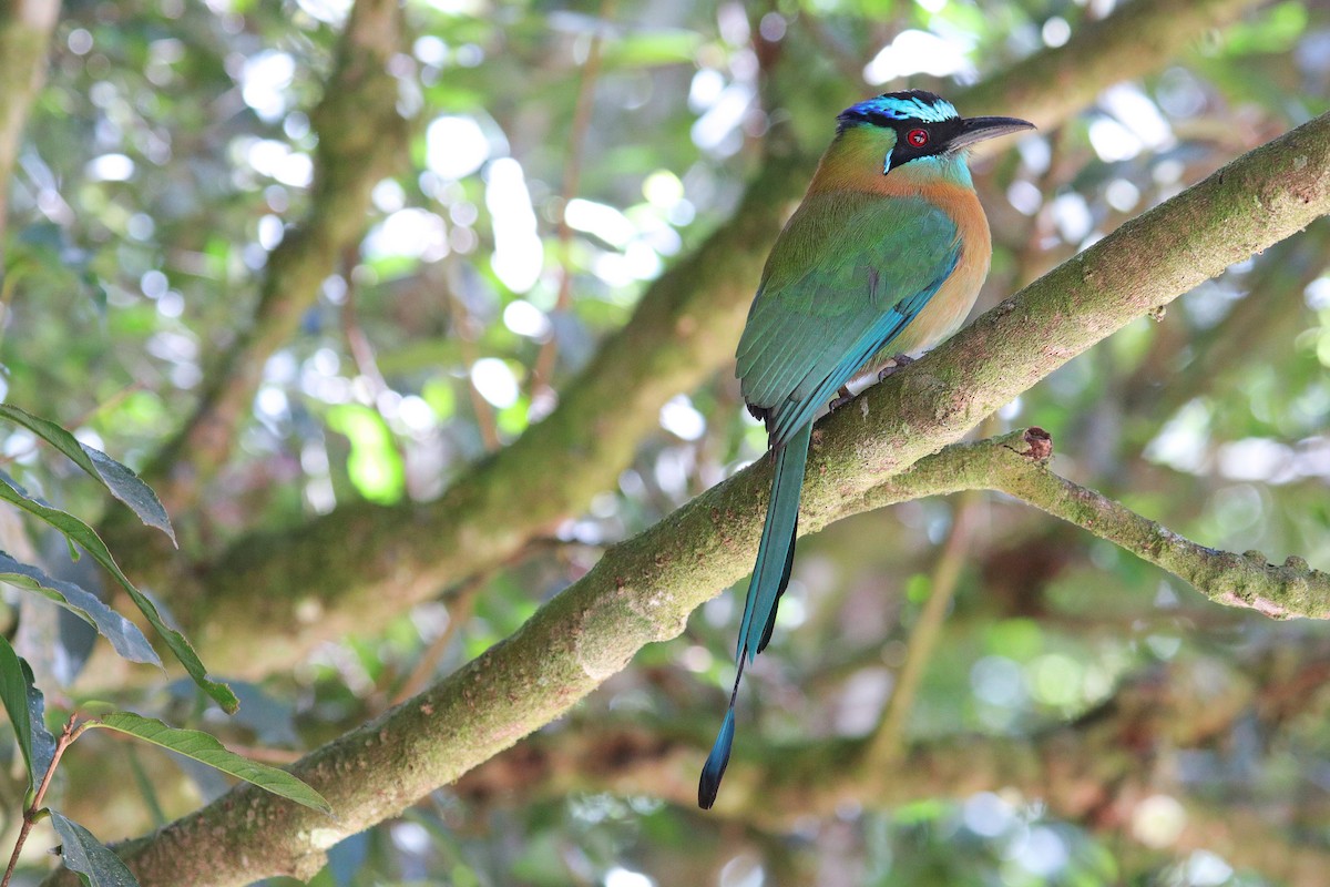 Lesson's Motmot - ML531262281