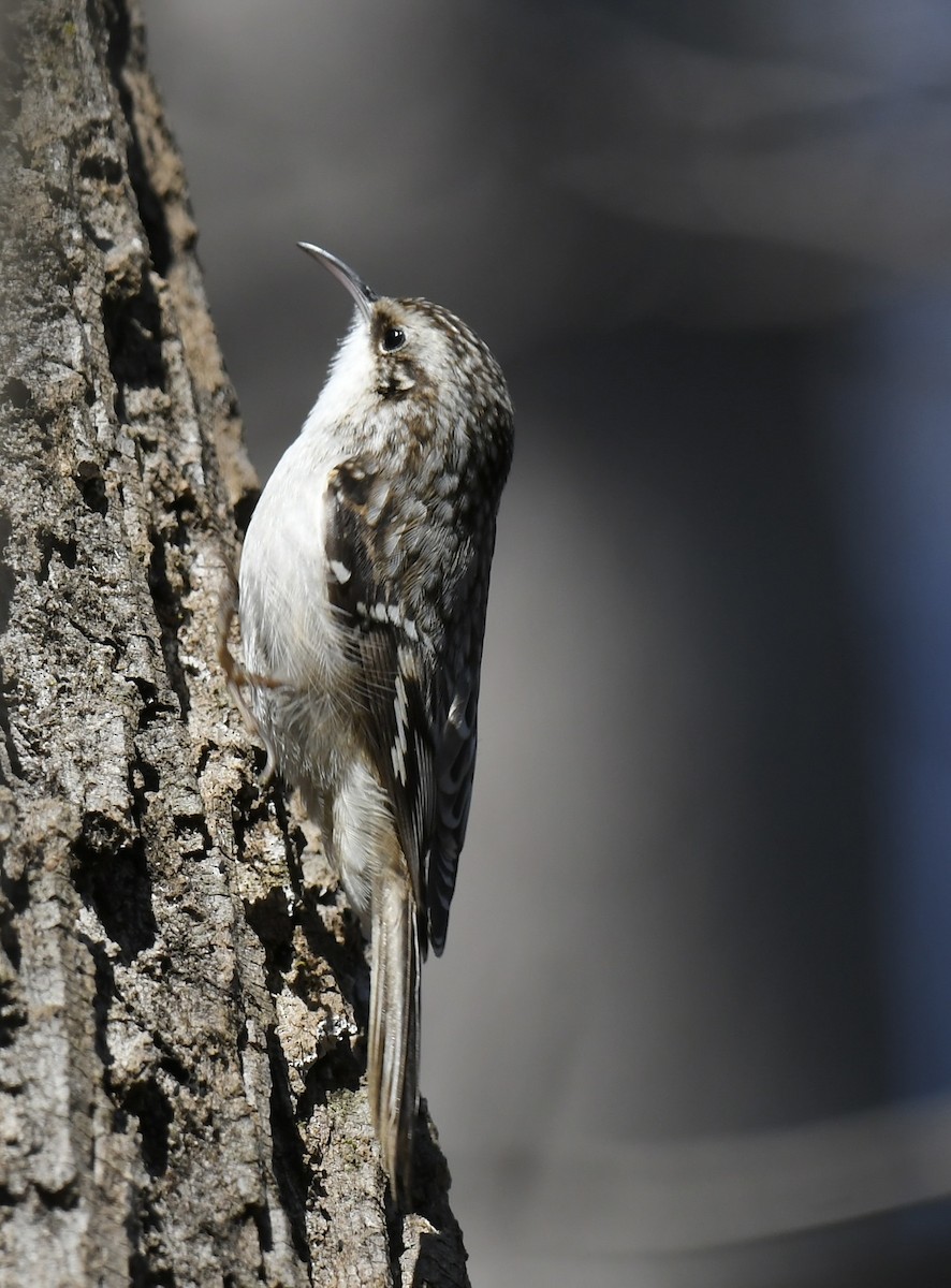 Brown Creeper - ML531262301