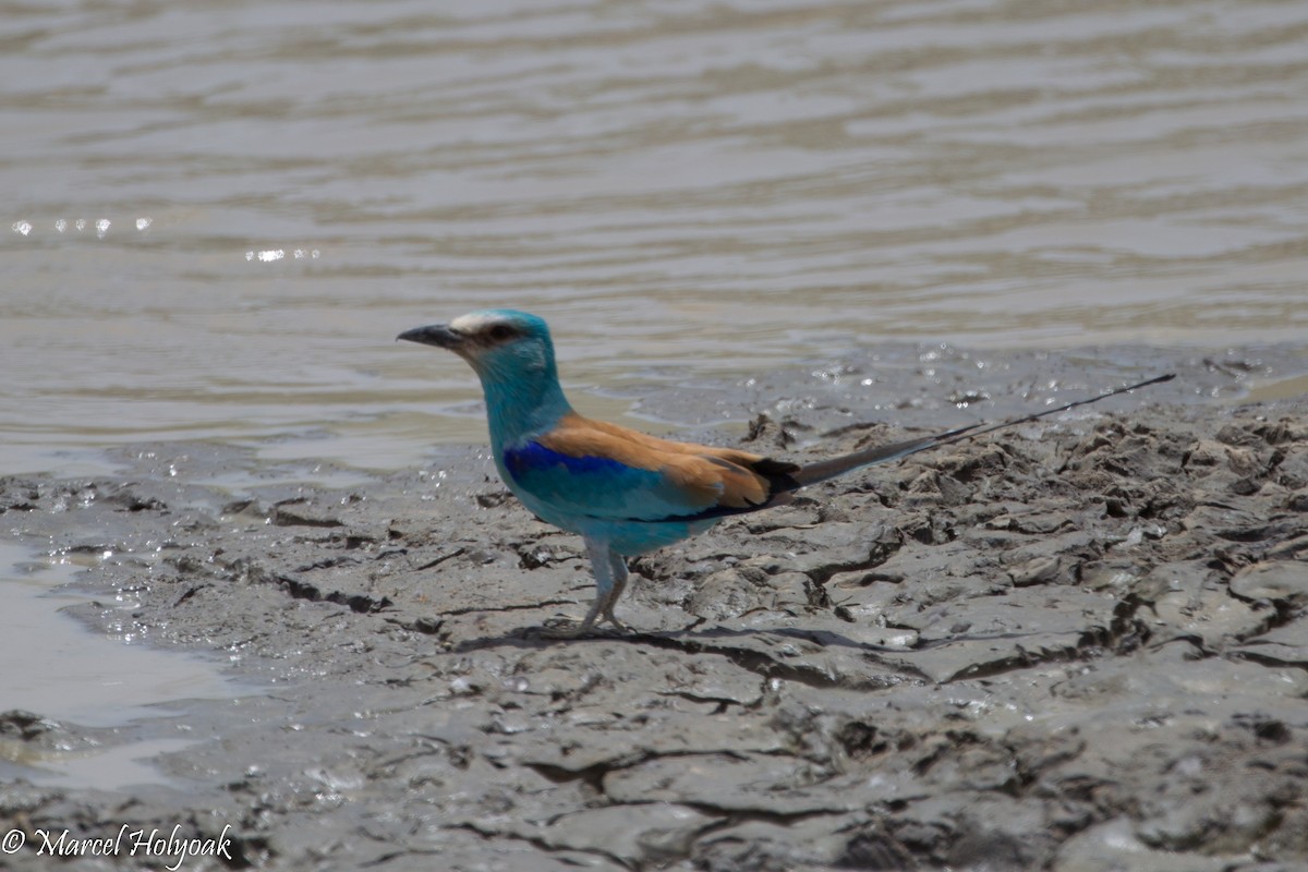 Abyssinian Roller - ML531262341