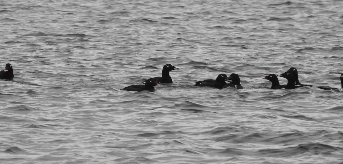 White-winged Scoter - ML531262421