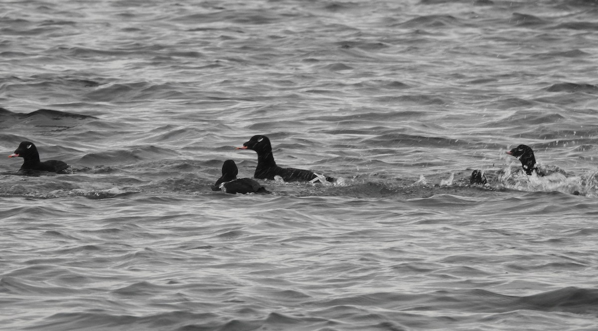 White-winged Scoter - ML531262431