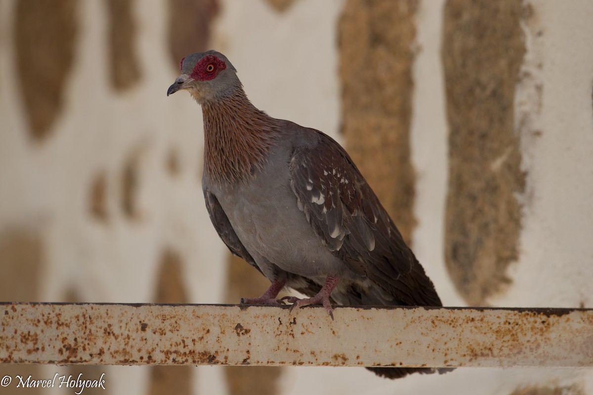 Pigeon roussard - ML531262631