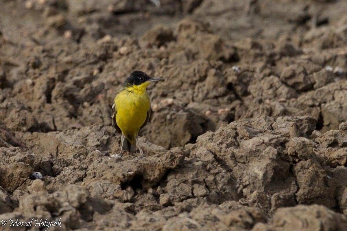 Western Yellow Wagtail - Marcel Holyoak