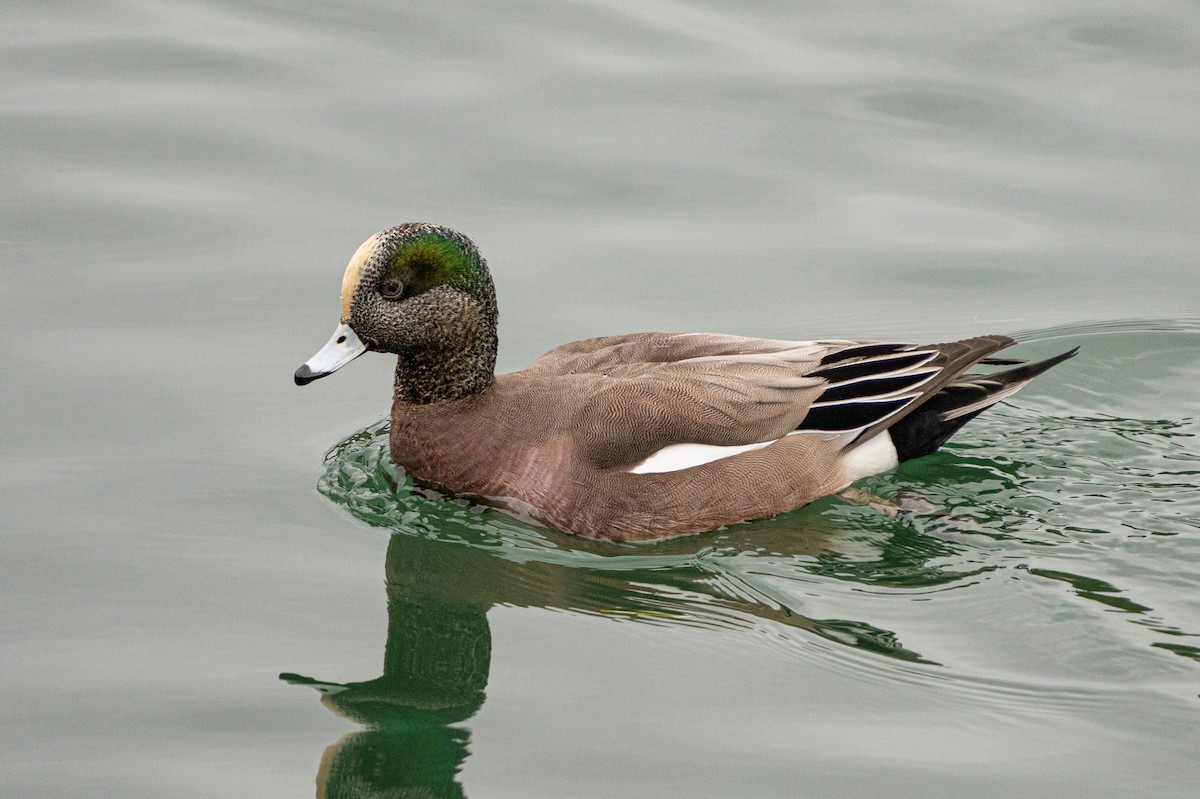 American Wigeon - ML531262971