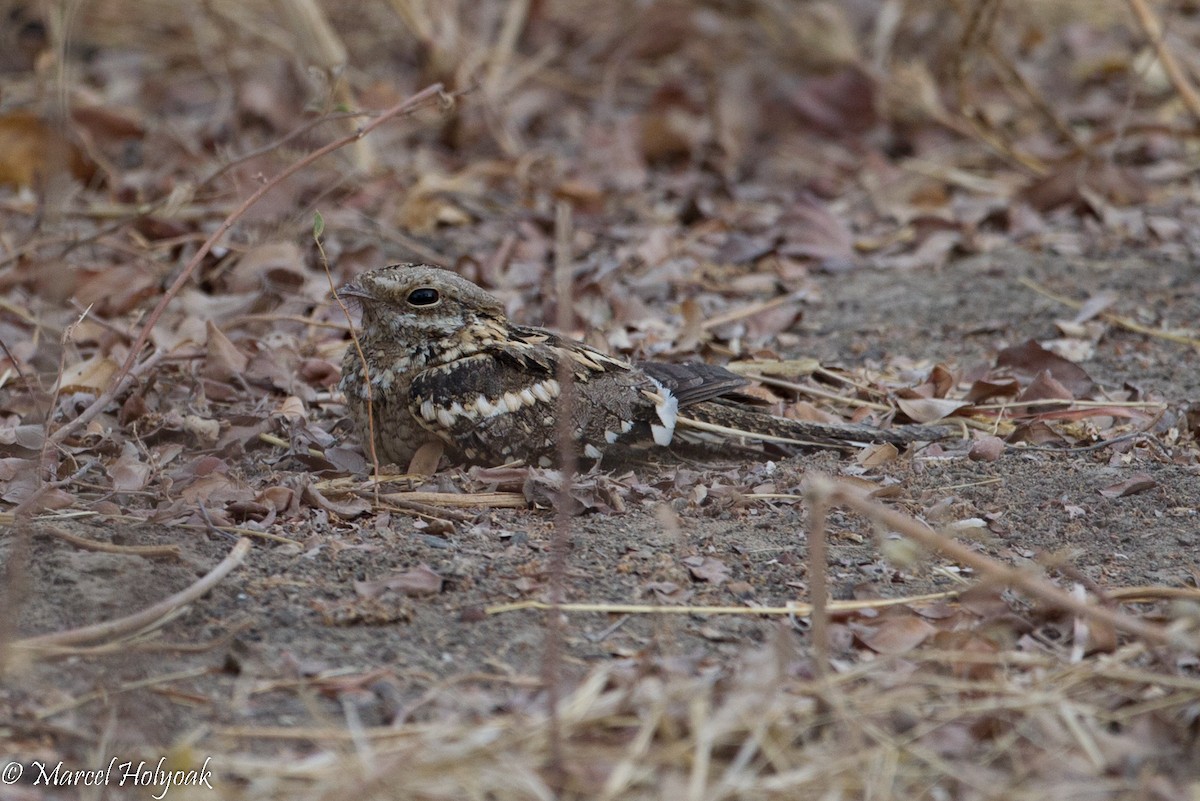 Long-tailed Nightjar - ML531263361