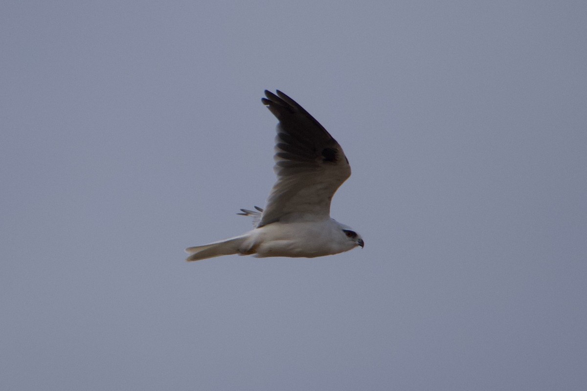 Black-shouldered Kite - Lance Rathbone