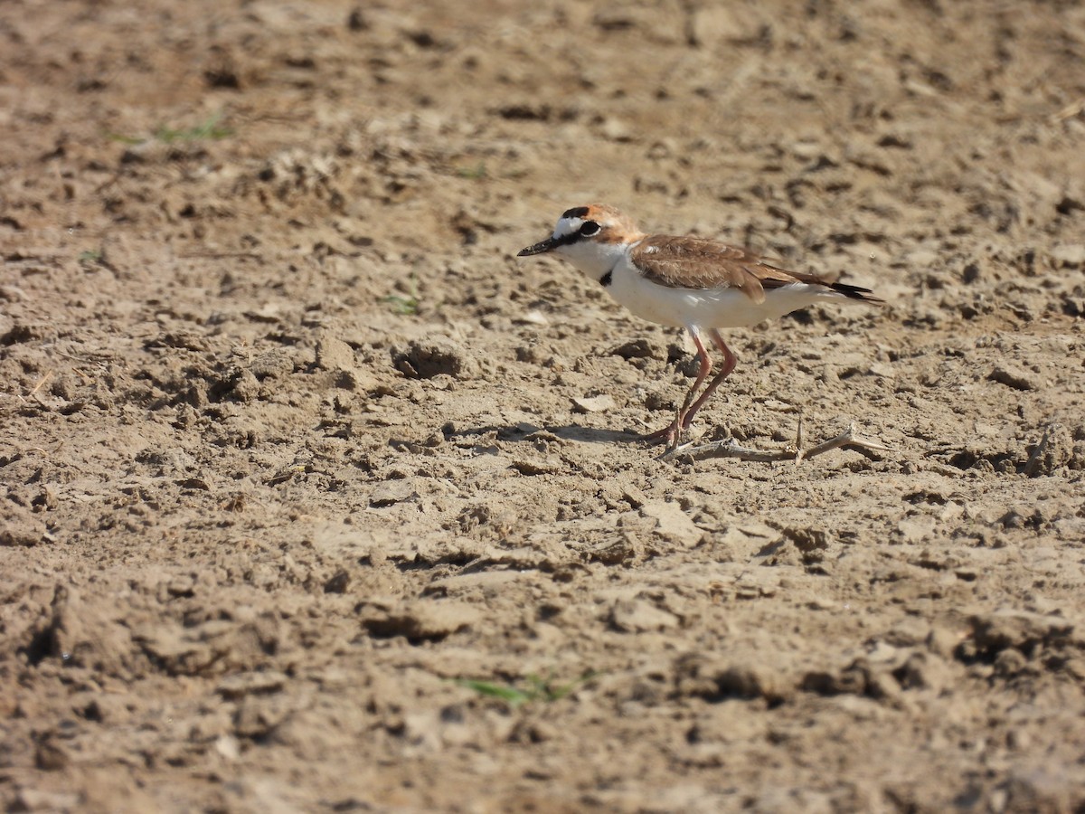 Collared Plover - ML531264461