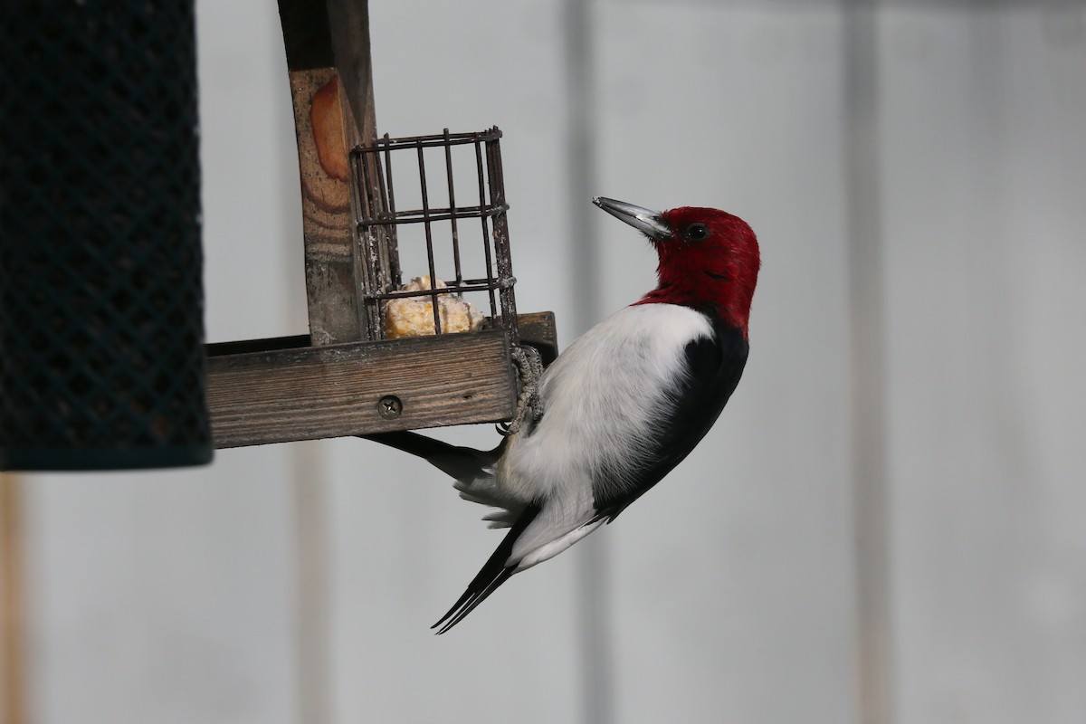 Red-headed Woodpecker - ML531265321