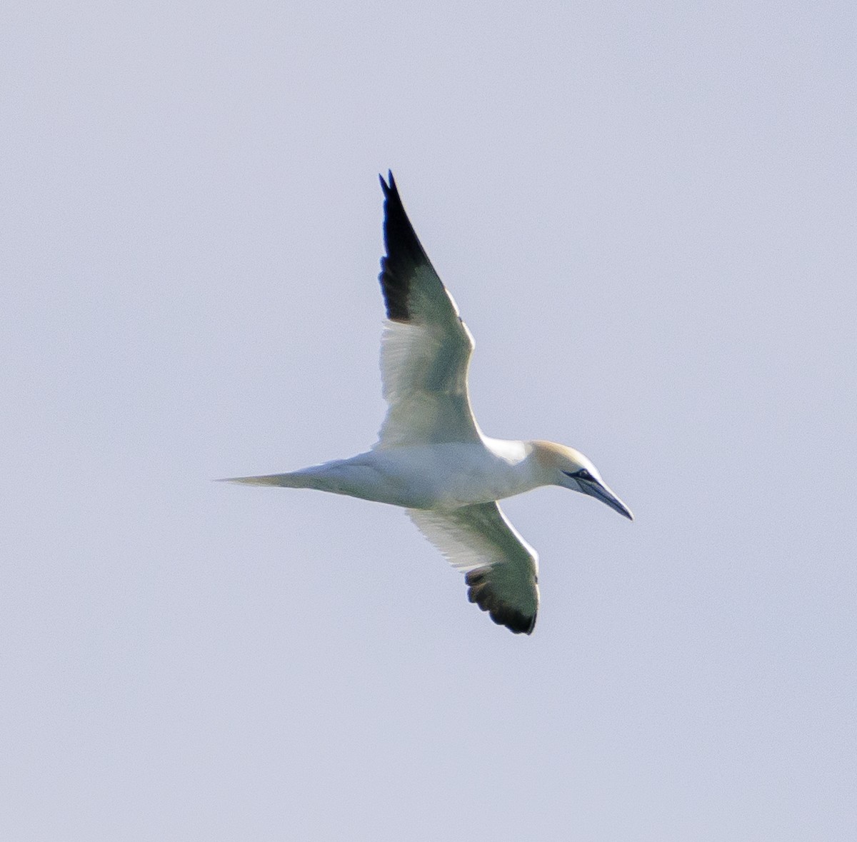 Northern Gannet - ML531265541