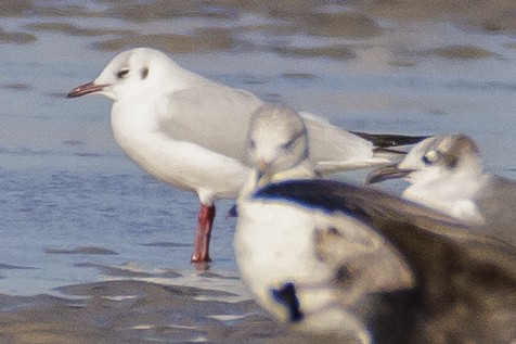 Mouette rieuse - ML531265681