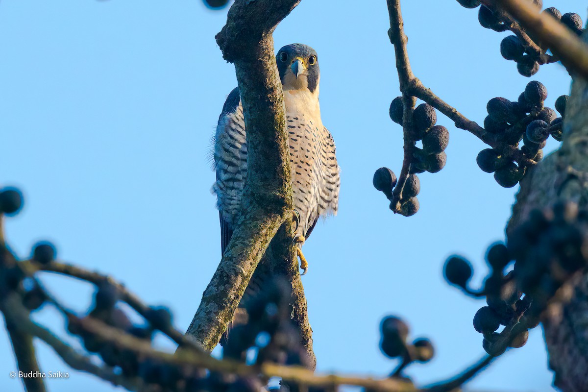 Peregrine Falcon - ML531266411