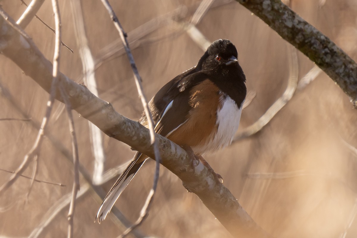 Eastern Towhee - ML531267771