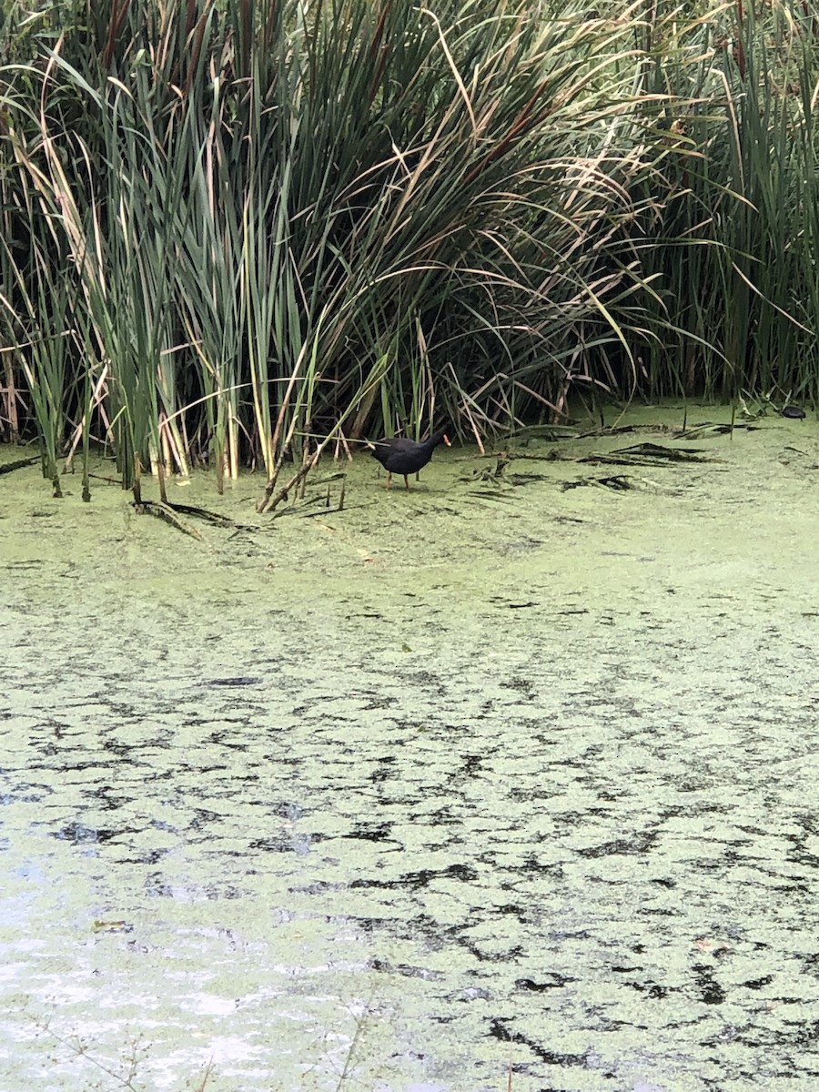 Dusky Moorhen - ML531267801