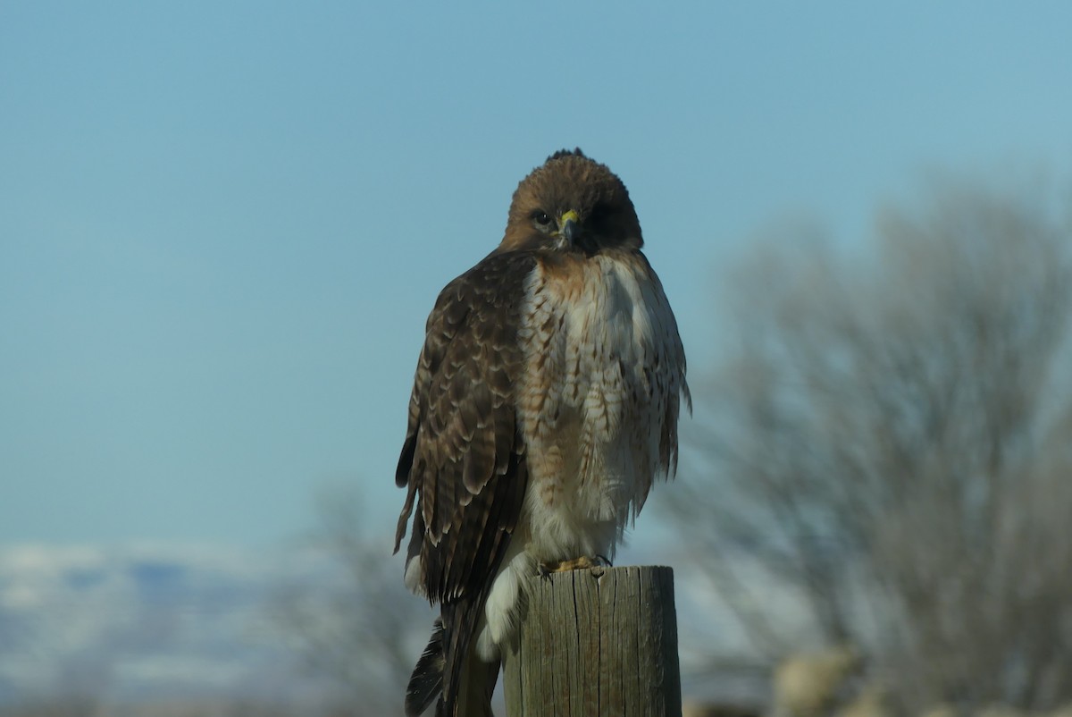 Red-tailed Hawk - ML531268131