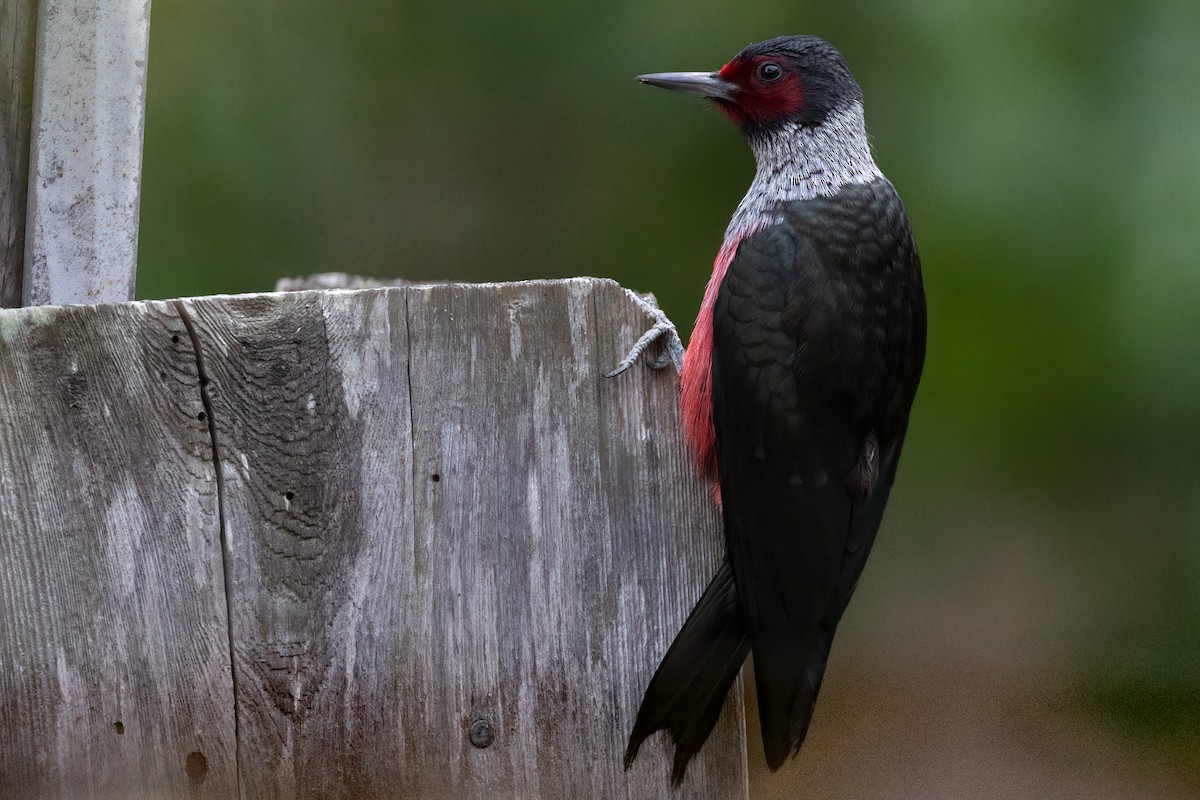 Lewis's Woodpecker - ML531269051