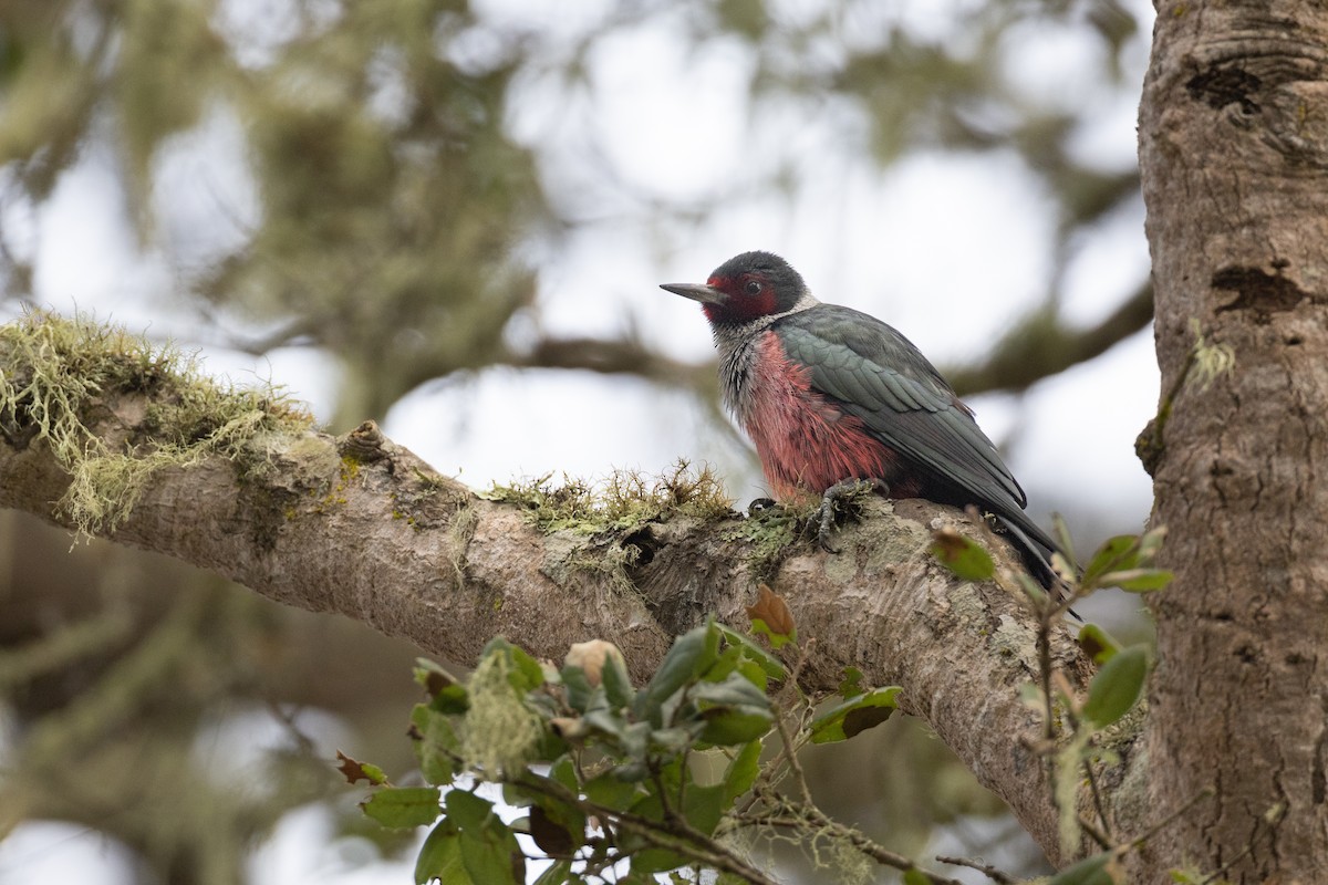 Lewis's Woodpecker - ML531269171