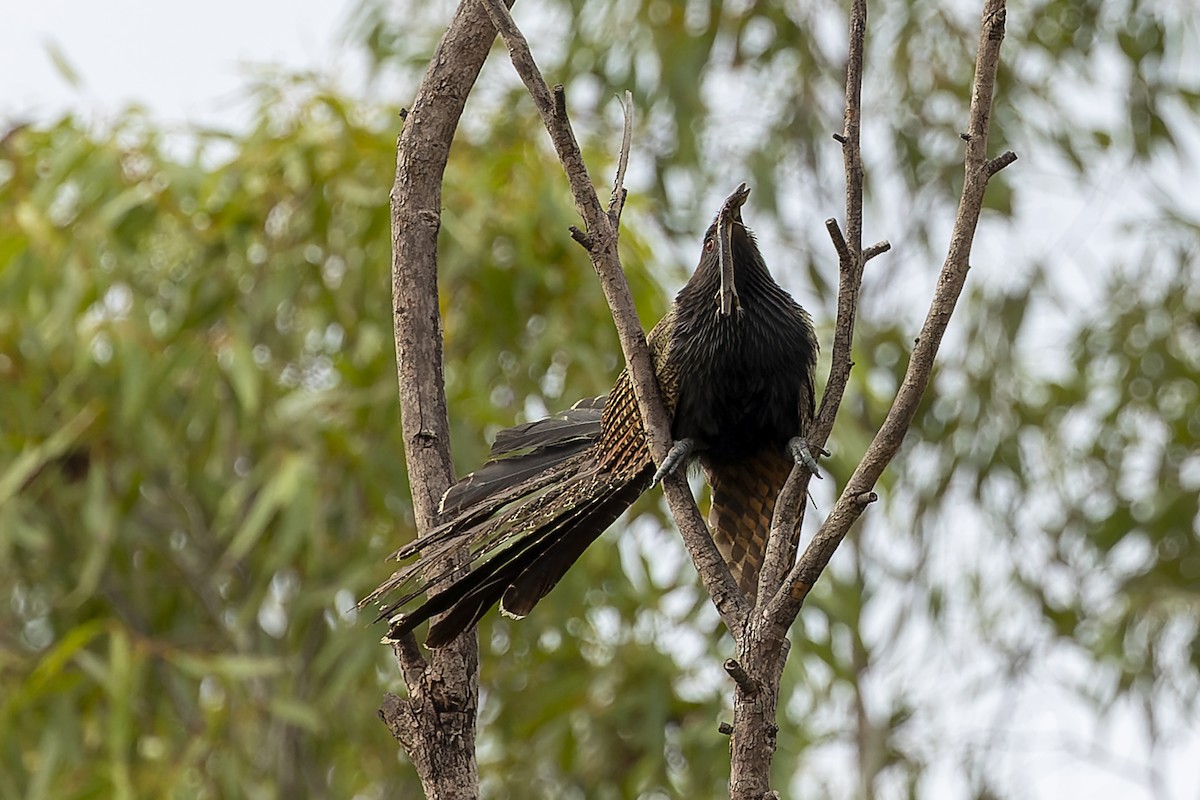 Pheasant Coucal - Dana Cameron