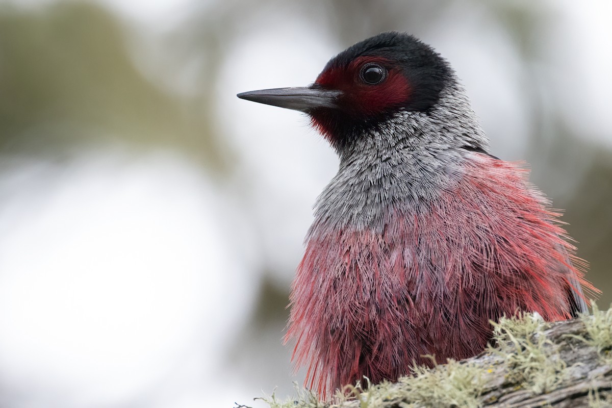 Lewis's Woodpecker - ML531269581