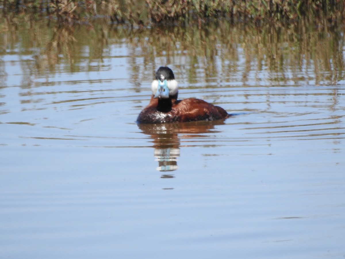 Ruddy Duck - ML53126961