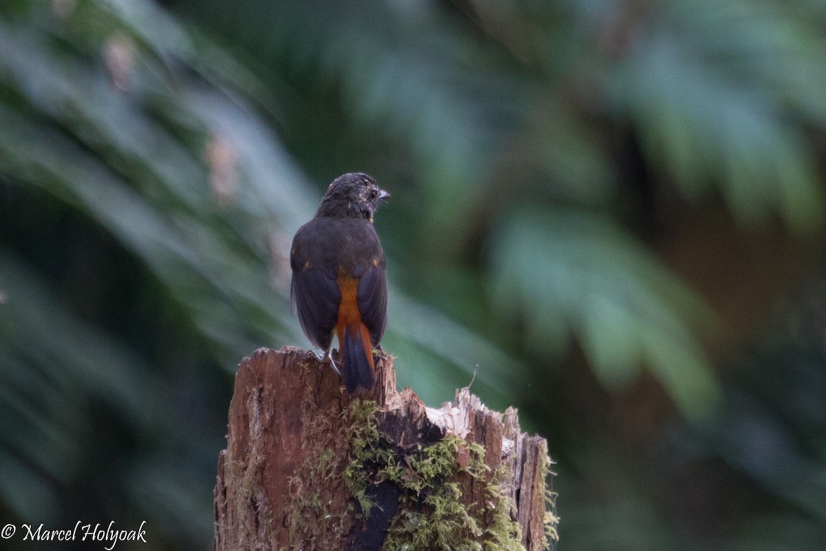 Mountain Robin-Chat - Marcel Holyoak