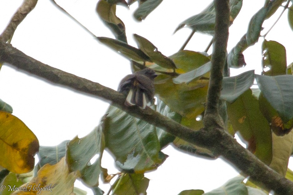 Lesser Honeyguide (Thick-billed) - ML531270681