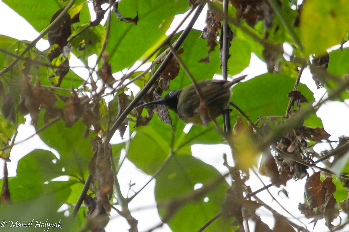 Blaukopf-Nektarvogel - ML531270741