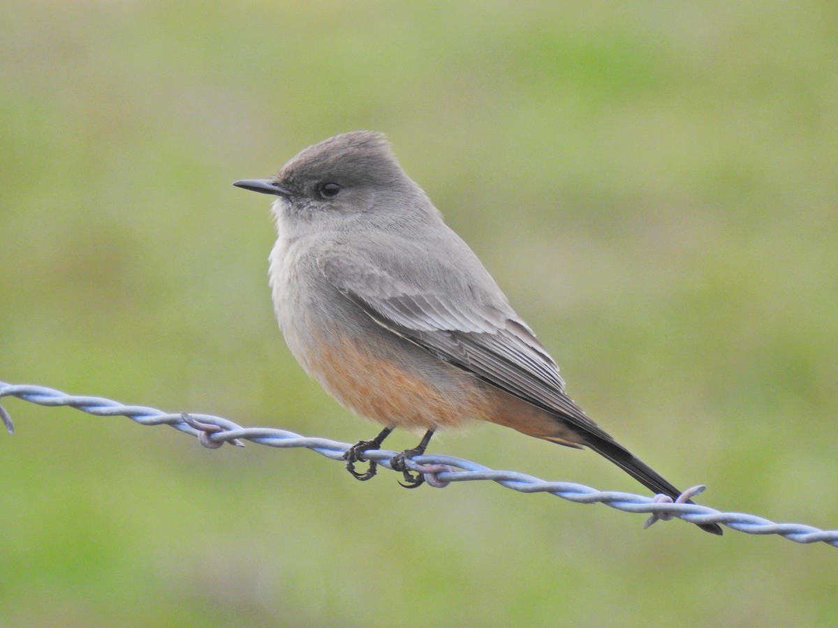 Say's Phoebe - Nic Abler