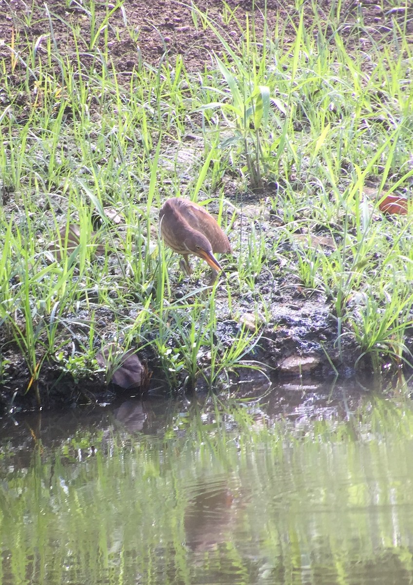 Cinnamon Bittern - ML53127131