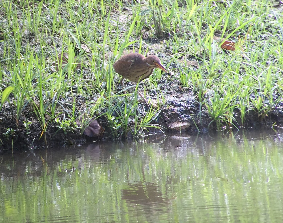 Cinnamon Bittern - ML53127141