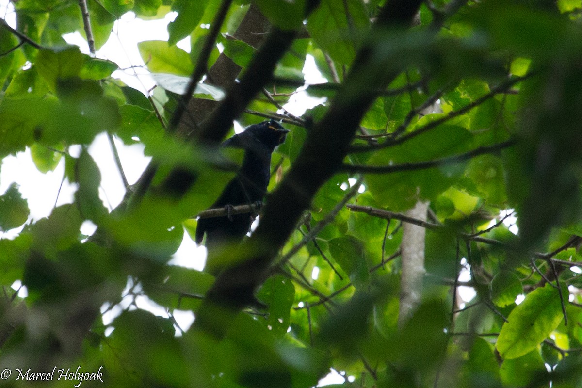 Petit's Cuckooshrike - Marcel Holyoak