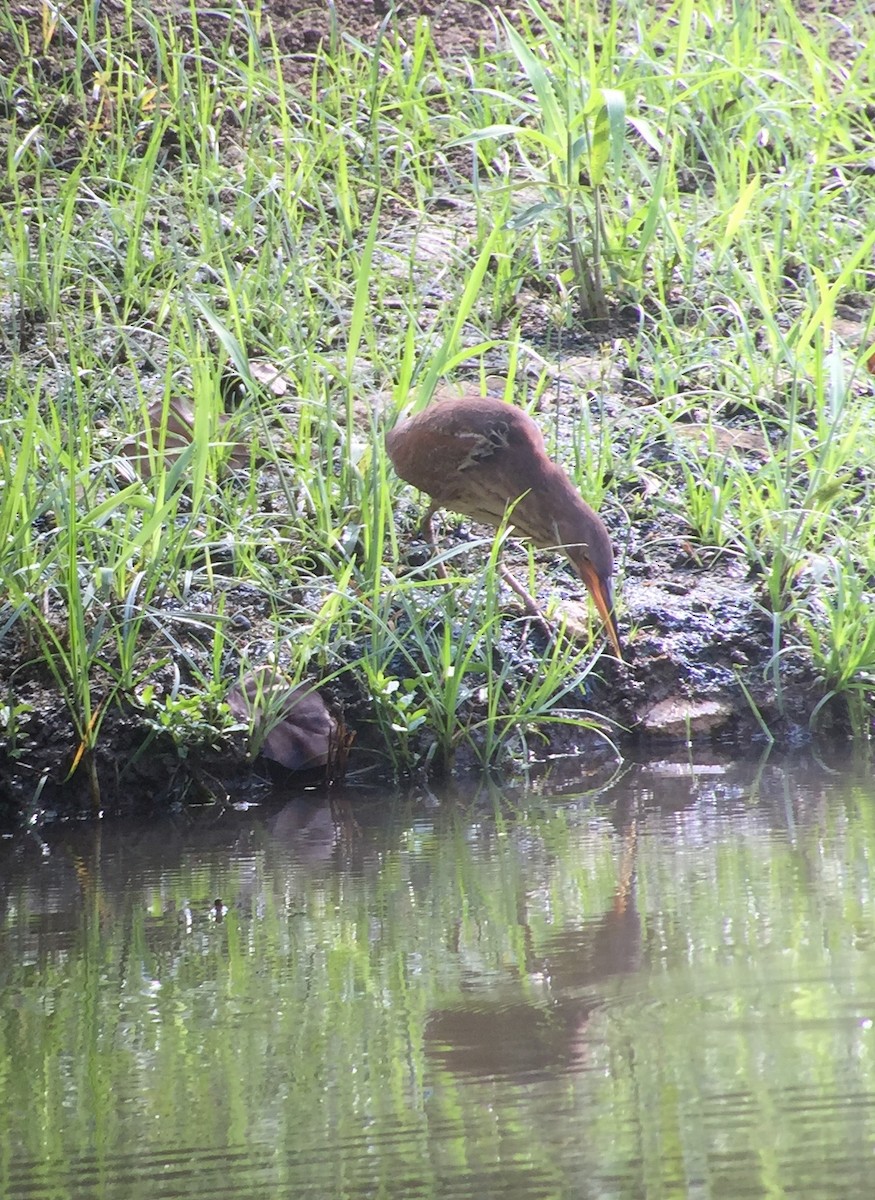 Cinnamon Bittern - ML53127151