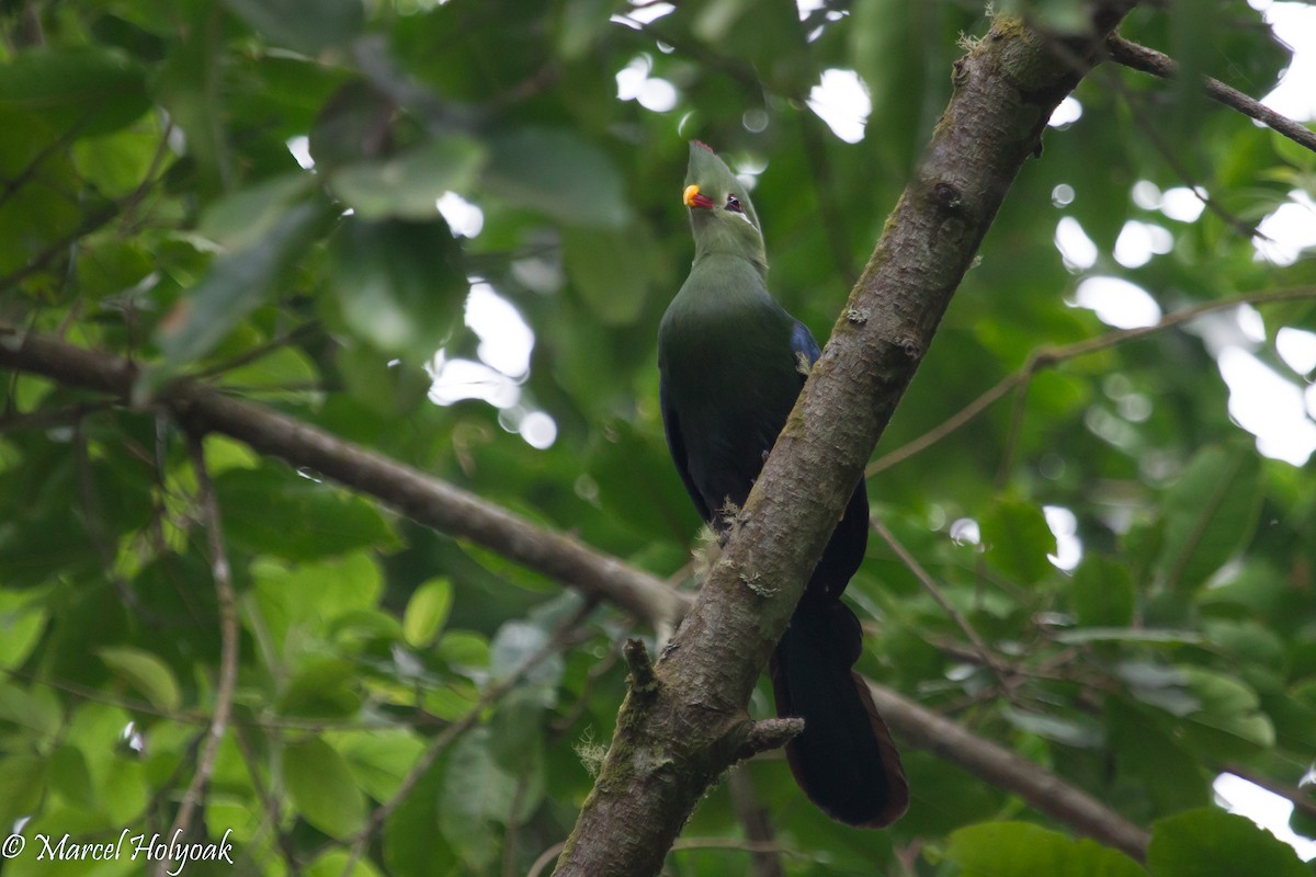 Yellow-billed Turaco - ML531271631